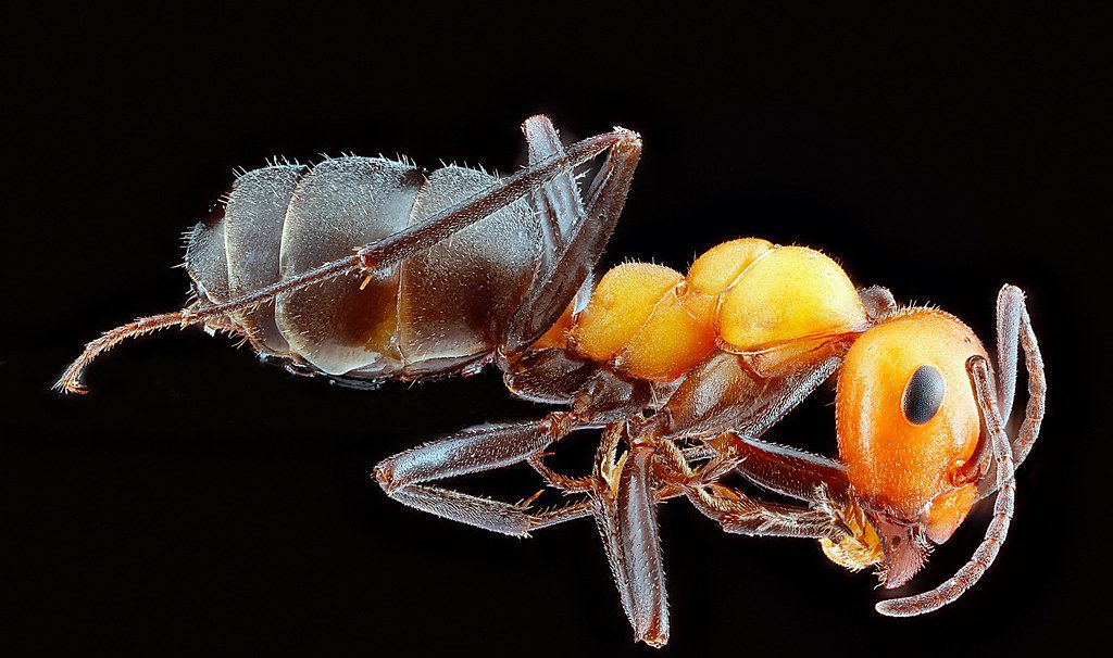 Ant Control service in Ann Arbor, MI