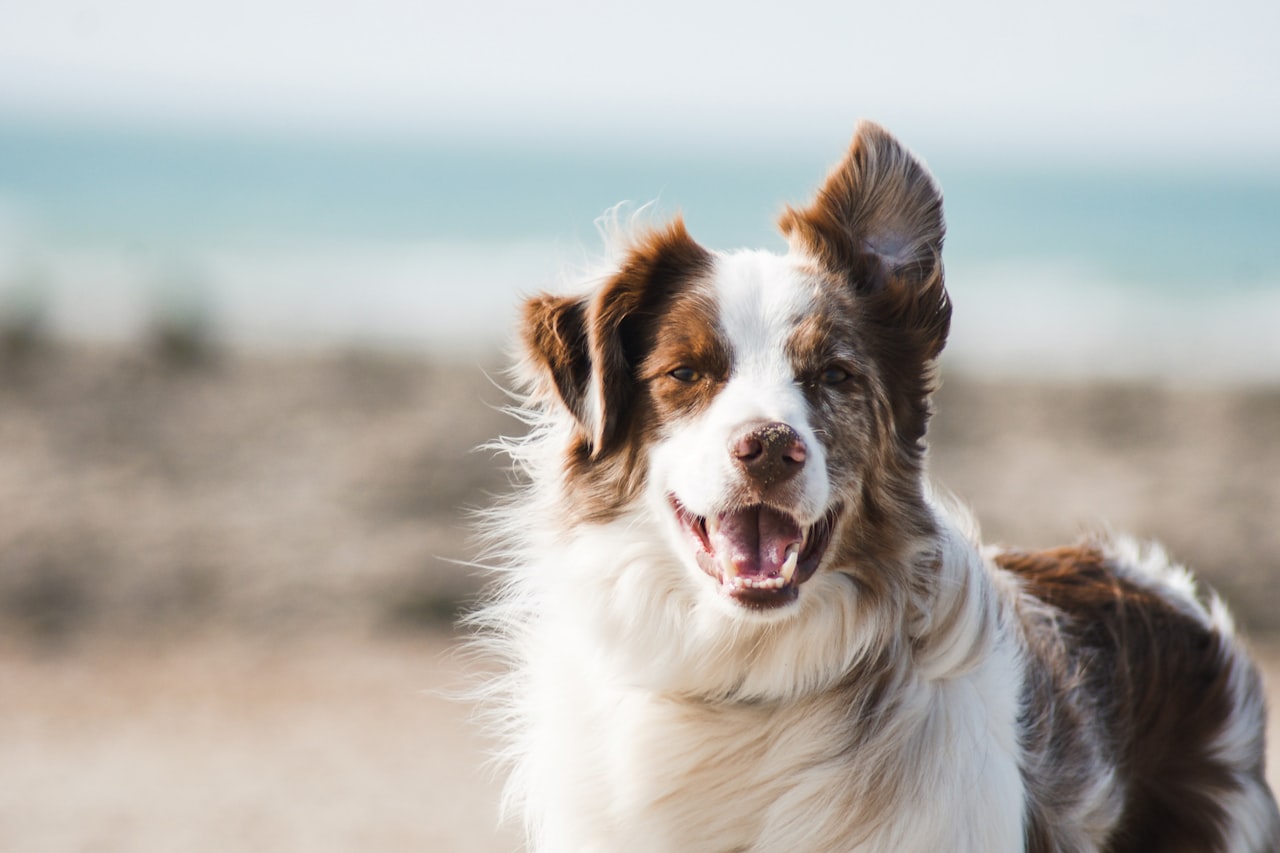 Flea & Tick Control service in Ann Arbor, MI