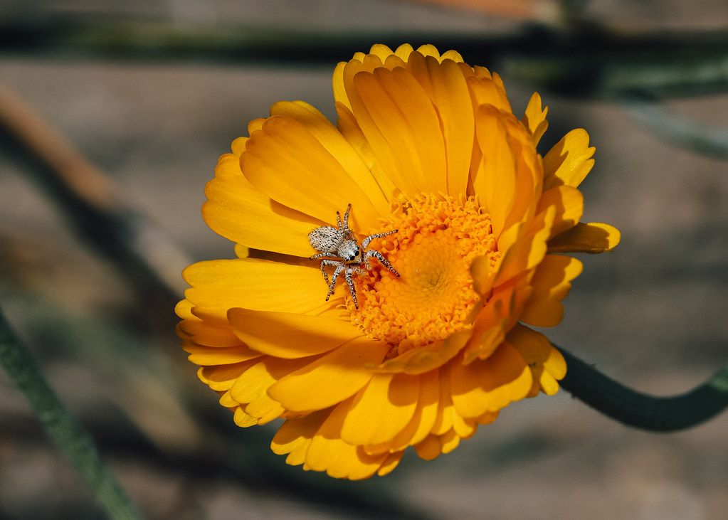 Spider Control service in Ann Arbor, MI